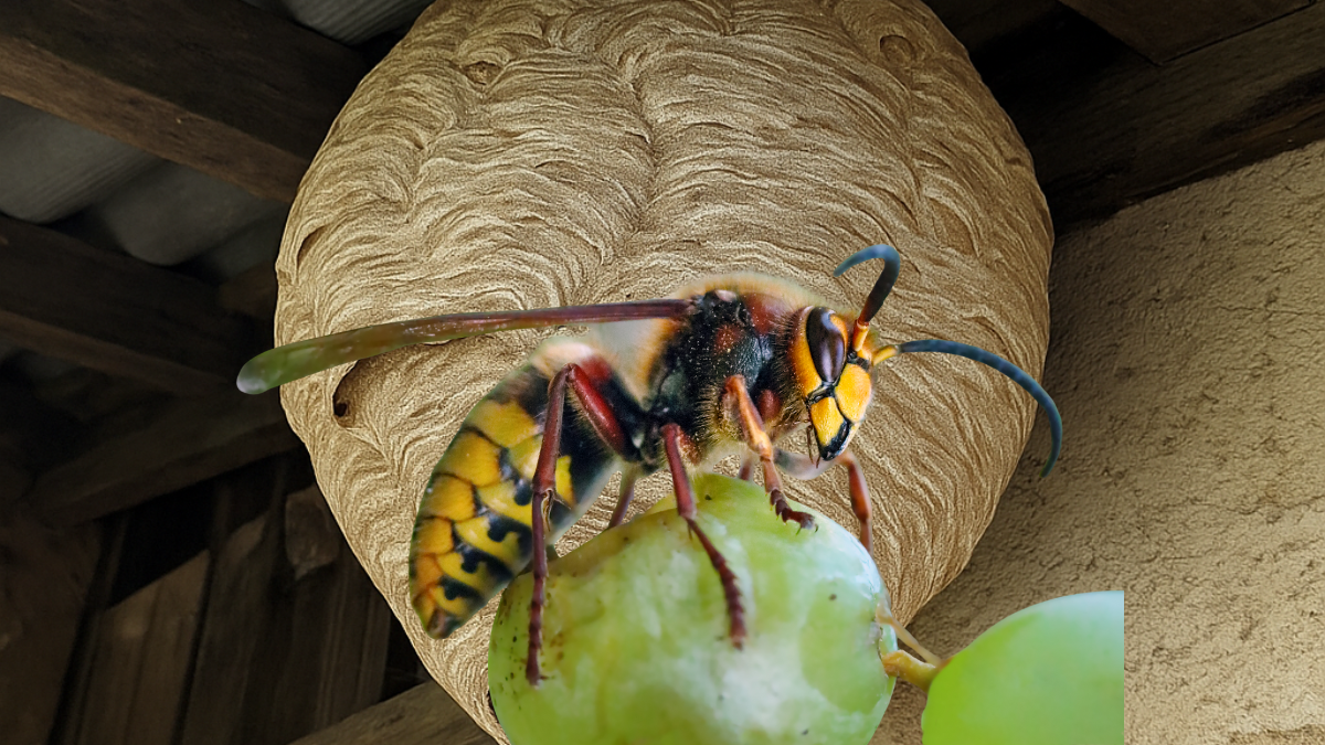 Quel est le danger de la piqûre de frelons ? On vous explique.