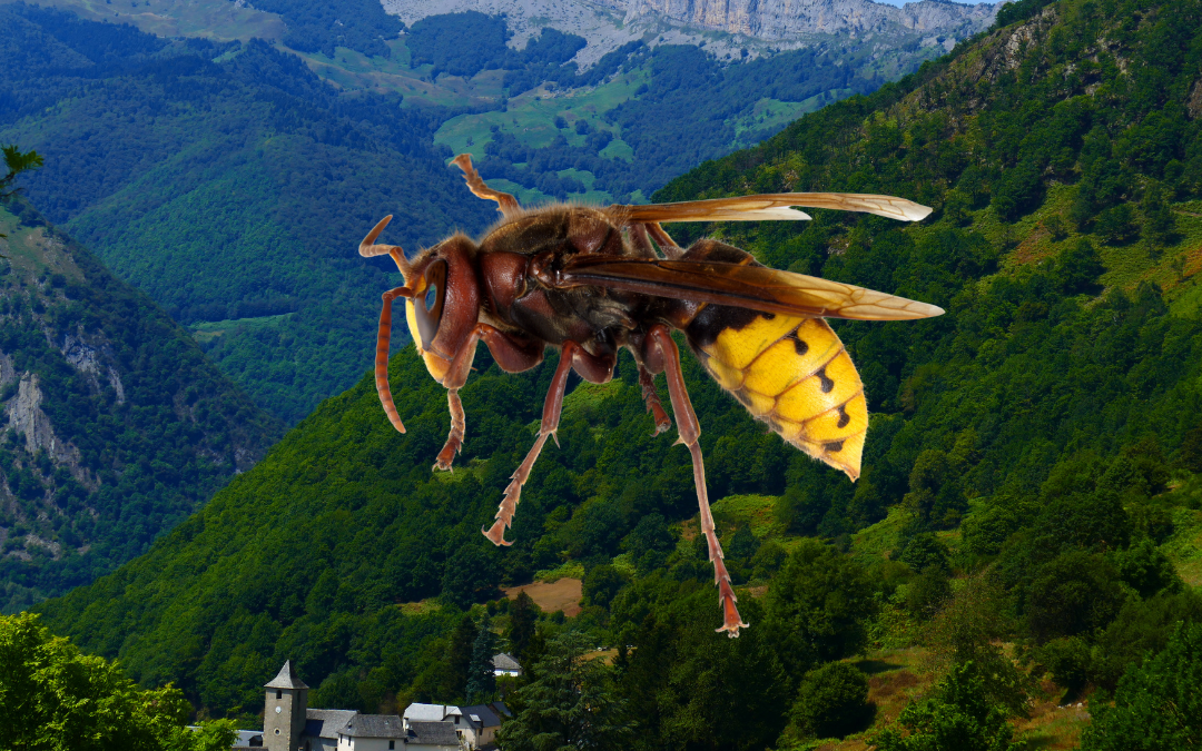 Des pièges anti-frelons en Béarn : une innovation impressionnante !