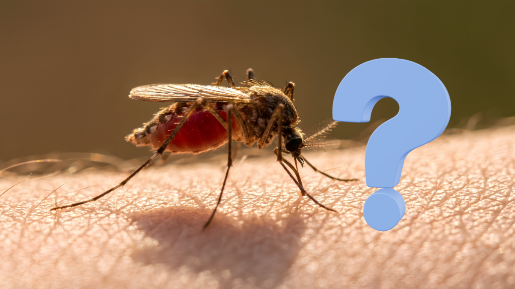 Jusqu’à quand y a-t-il des moustiques dans le Sud-Ouest ?