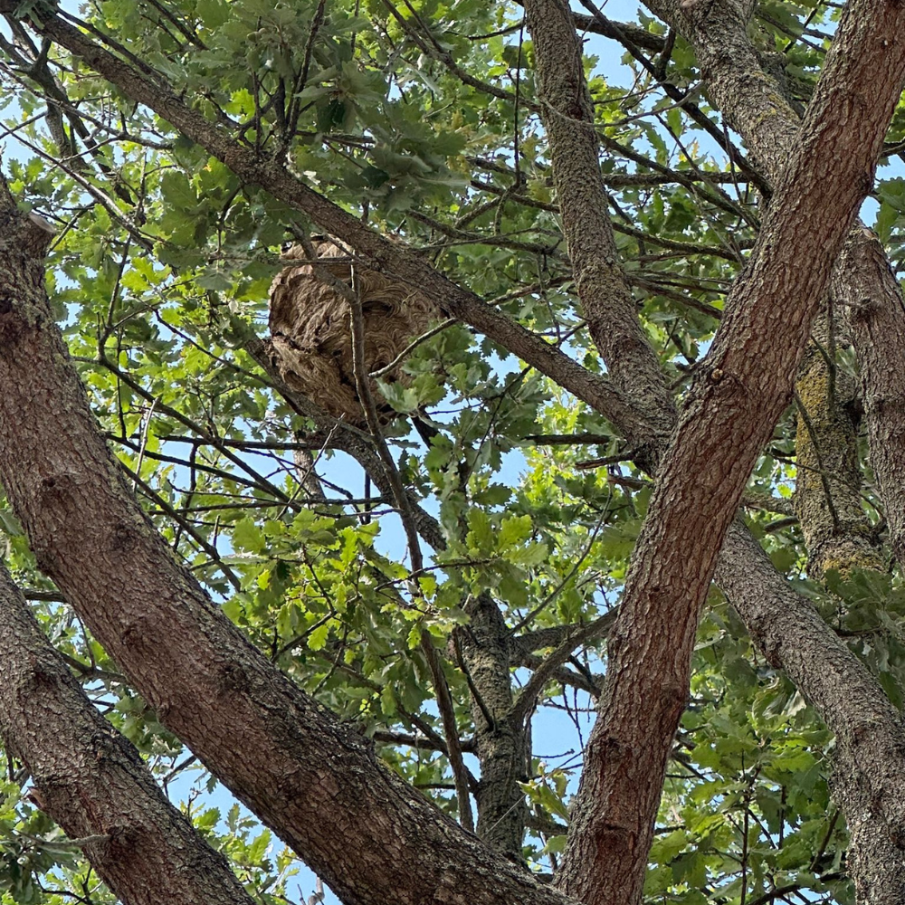Un nid de frelons asiatiques dans un arbre.