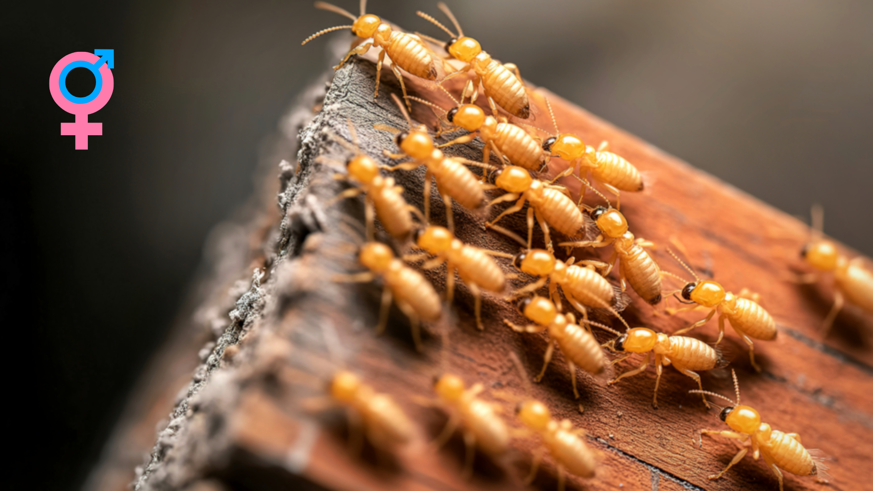 Alors, on dit une ou un termite ? Suivez le guide, on vous explique !