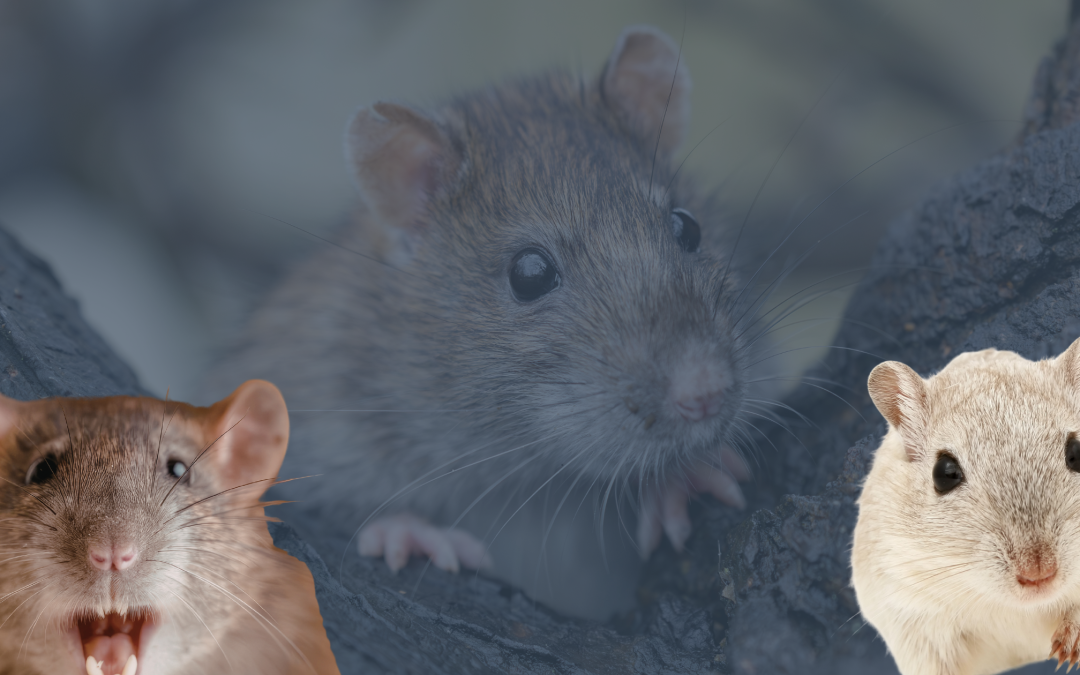 Crottes de rat ou de souris : comment les reconnaître ?