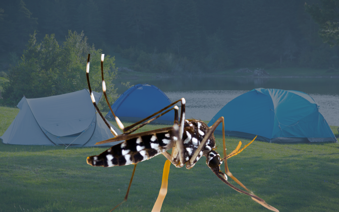 Moustiques dans un camping, hôtel ou restaurant : comment protéger les clients ?