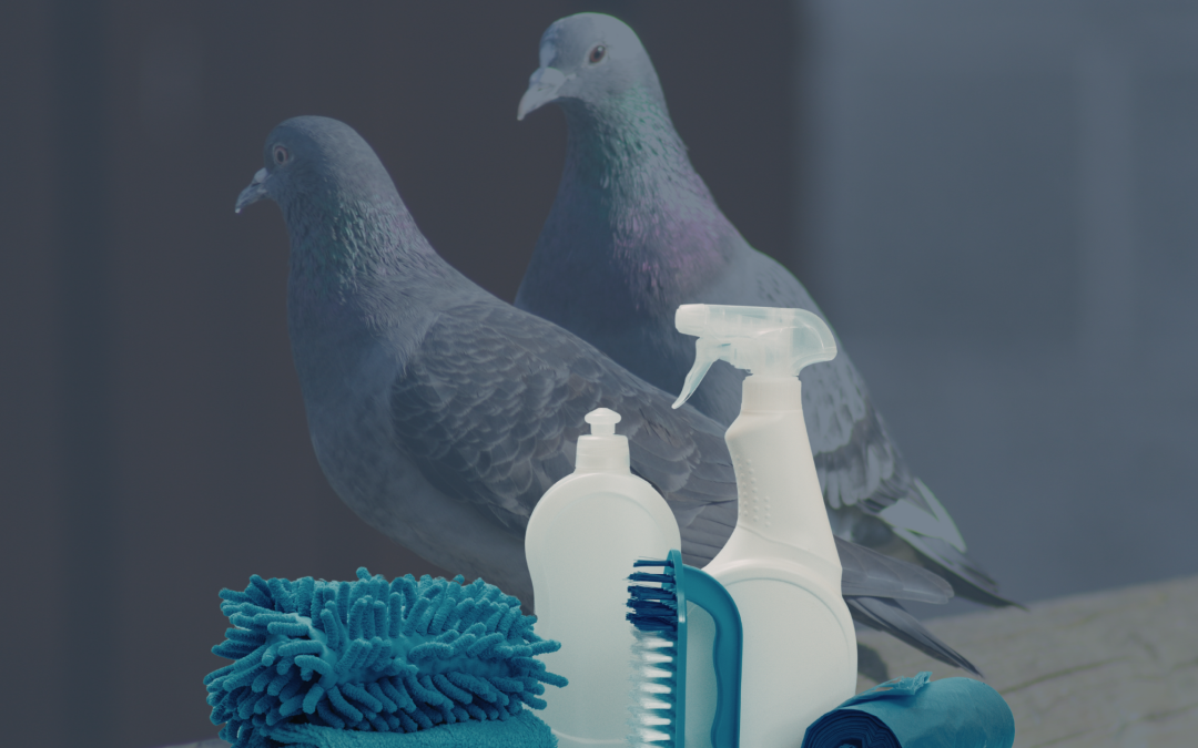 Nettoyage de fientes de pigeons : risques et méthode professionnelle