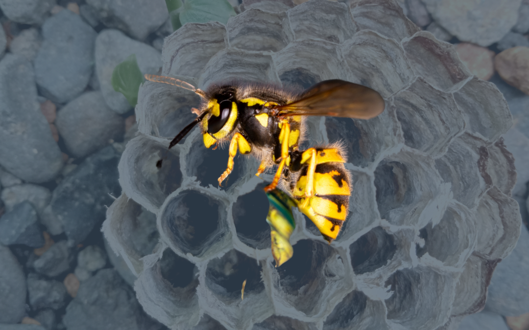 Nid de guêpes dans le sol : danger et intervention