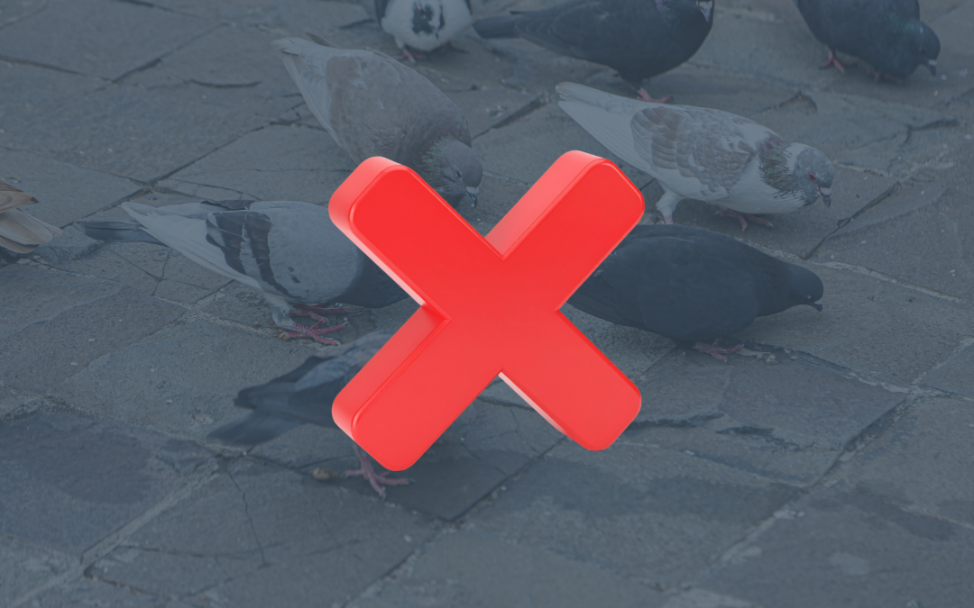 Pics, filets, câbles : quelle solution anti-pigeons choisir ?