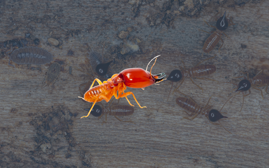 Prix traitement termites : combien prévoir pour une intervention ?