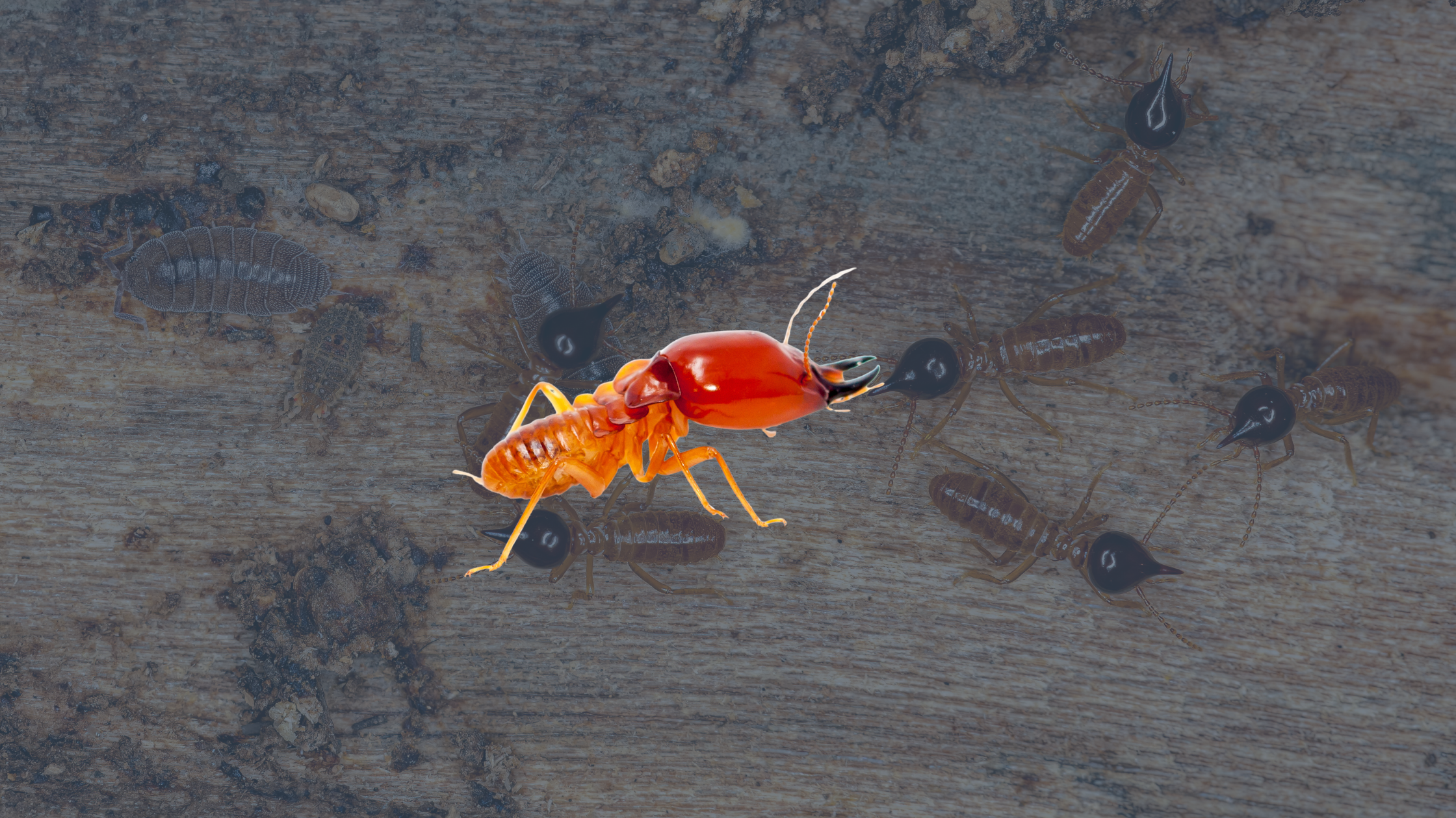 Prix traitement termites : combien prévoir pour une intervention ?