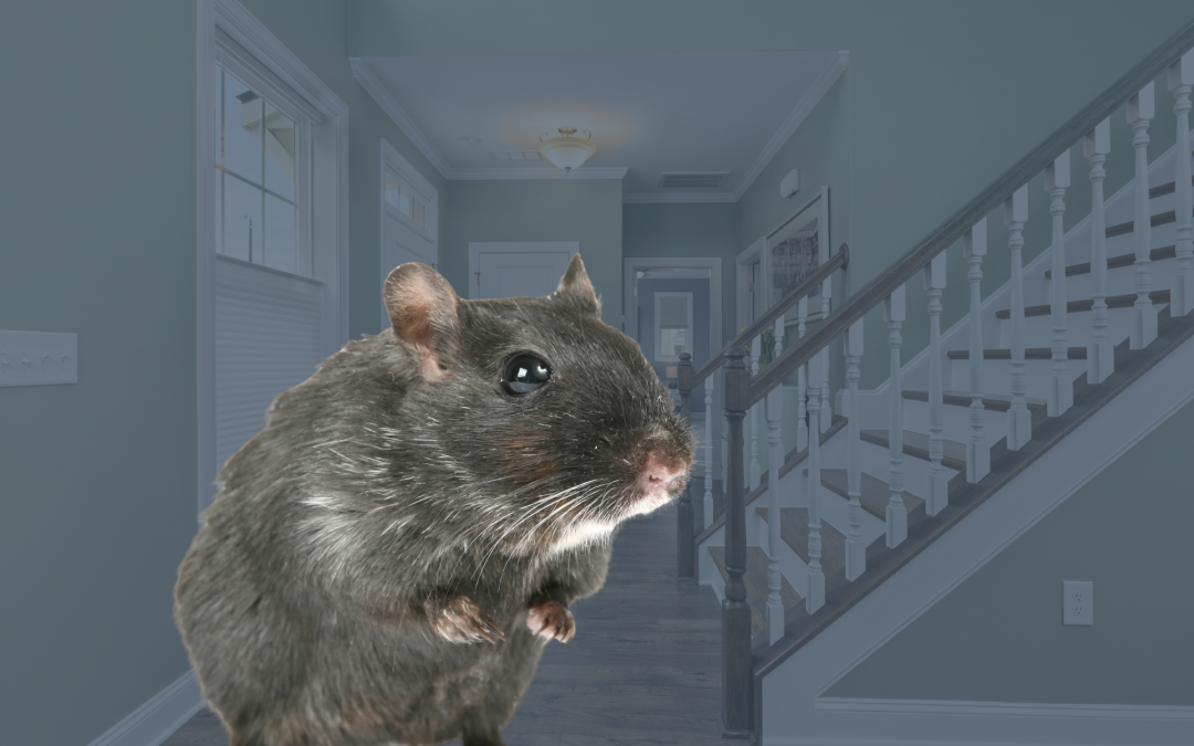 Rats dans les murs : signes, risques et solutions