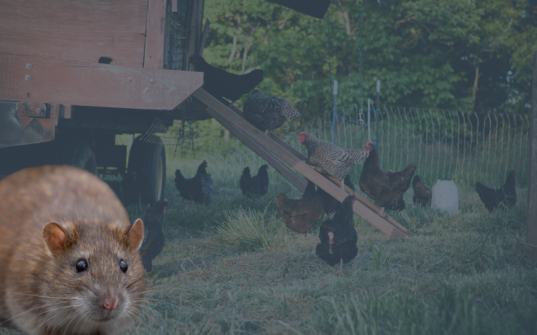 Rats près d’un compost ou d’un poulailler : que faire ?