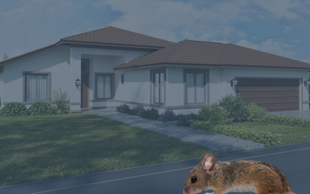 Souris dans la maison : que faire sans attendre ?