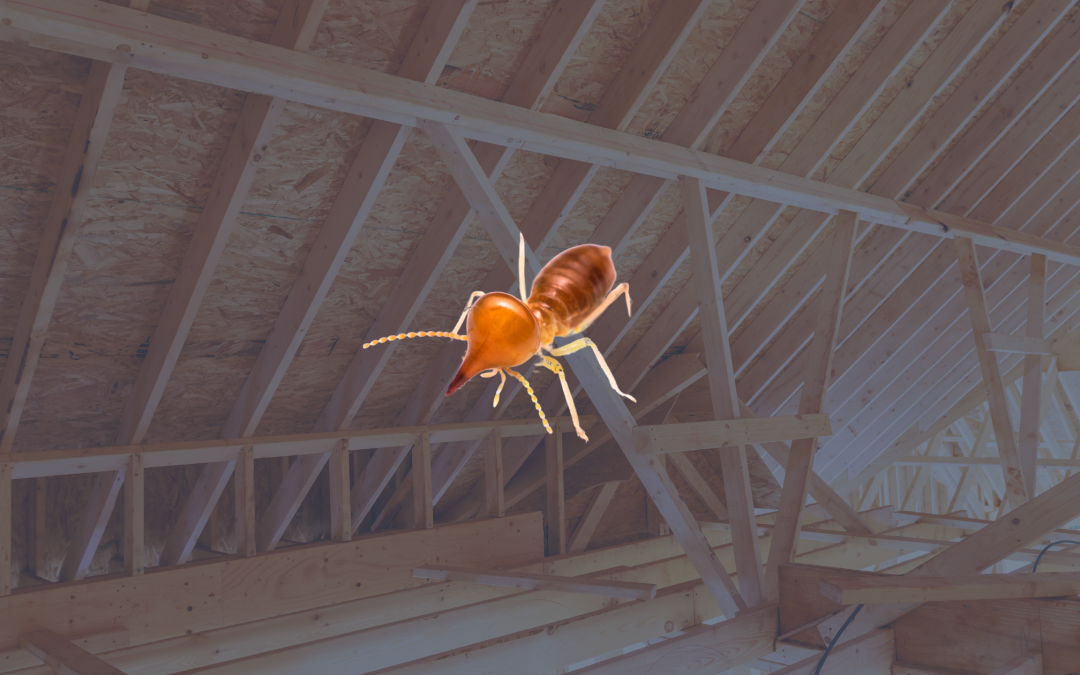 Termites dans la charpente : signes, risques et solutions