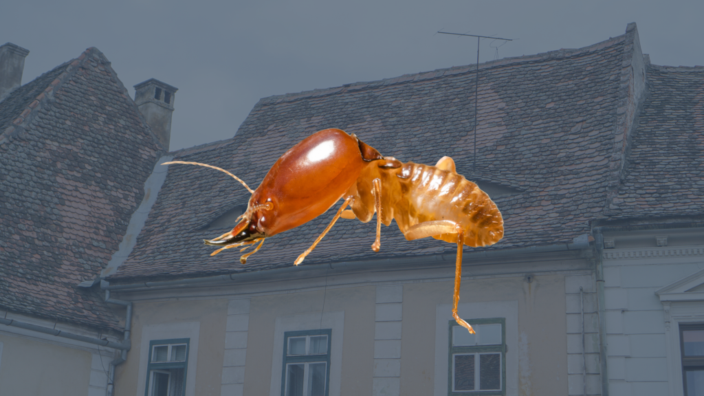 Termites dans une maison ancienne : pourquoi être vigilant ?