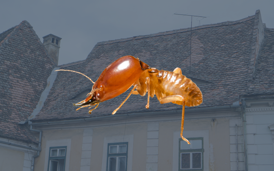 Termites dans une maison ancienne : pourquoi être vigilant ?