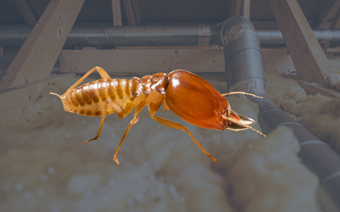 Termites ou capricornes : comment faire la différence ?